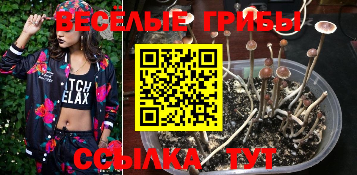 Псилоцибиновые грибы Cubensis  Вход с VPN  Орск 